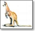 Kangourou